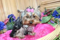 AKC Morisa Girl-4 lbs as adult, a female Yorkshire Terrier for sale in Colville, WA – Photo 5 of 10