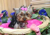 AKC Morisa Girl-4 lbs as adult, a female Yorkshire Terrier for sale in Colville, WA – Photo 6 of 10