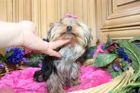AKC Morisa Girl-4 lbs as adult, a female Yorkshire Terrier for sale in Colville, WA – Photo 3 of 10