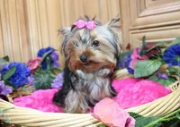 AKC Morisa Girl-4 lbs as adult, a female Yorkshire Terrier for sale in Colville, WA – Photo 2 of 10