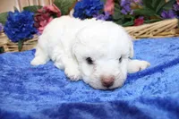 White Yorkie-Chon Boy Male , a male Bichon Frise and Yorkshire Terrier for sale in Colville, WA – 2 of 10