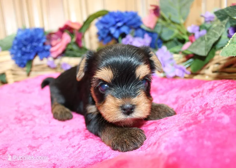 AKC Irinka Yorkshire Terrier Girl - adult size 6 lbs – Yorkshire Terrier puppy for sale in Colville, WA