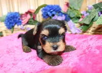 AKC Irinka Yorkshire Terrier Girl - adult size 6 lbs, a female Yorkshire Terrier for sale in Colville, WA – 1 of 8