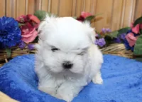AKC Maltese male Sarat - adult size 5 lbs, a male Maltese for sale in Colville, WA – 3 of 9