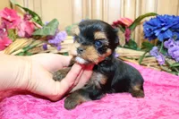 AKC Iriska Yorkshire Terrier Girl - adult size 4.5 lbs, a female Yorkshire Terrier for sale in Colville, WA – 6 of 8
