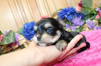Dianida - Morkie female - 5.5 adult size, a female Morkie for sale in Colville, WA – 3 of 8