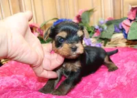 AKC Irinka Yorkshire Terrier Girl - adult size 6 lbs, a female Yorkshire Terrier for sale in Colville, WA – 4 of 8