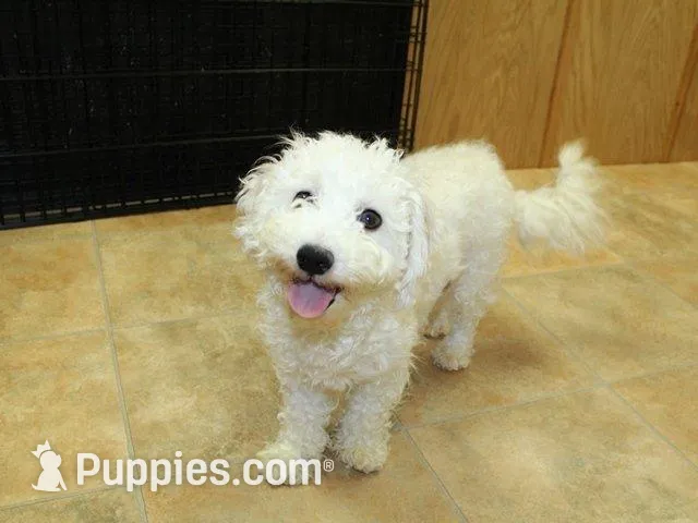 AKC Cherry Bichon female, a male Bichon Frise for sale in Colville, WA – 10 of 10