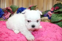 AKC Maltese female Zina - adult size 6 lbs, a female Maltese for sale in Colville, WA – 4 of 8