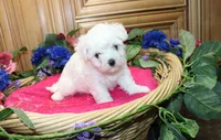 AKC Bichon Frise Cheer - Female, a female Bichon Frise for sale in Evans, WA – 2 of 6