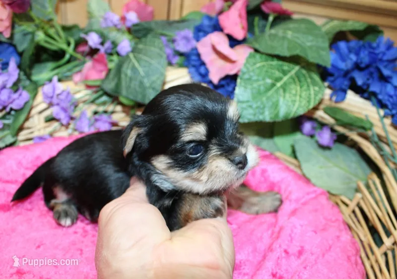 Dianida - Morkie female - 5.5 adult size – Morkie puppy for sale in Colville, WA