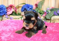 AKC Iriska Yorkshire Terrier Girl - adult size 4.5 lbs, a female Yorkshire Terrier for sale in Colville, WA – 7 of 8