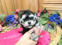 White Yorkie-Chon Barina female, a male Bichon Frise and Yorkshire Terrier for sale in Colville, WA – 4 of 9