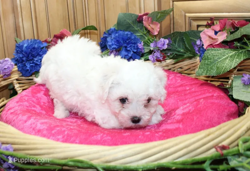 AKC Bichon Frise Chalsie - Female – Bichon Frise puppy for sale in Evans, WA