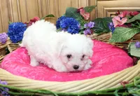 AKC Bichon Frise Chalsie - Female, a female Bichon Frise for sale in Evans, WA – 1 of 6