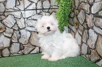 AKC Mayor Maltese male puppy 5.5 lbs as adult, a male Maltese for sale in Colville, WA – 6 of 10