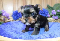 AKC Dven - Yorkie male - 4lbs, a male Yorkshire Terrier for sale in Colville, WA – Photo 6 of 10