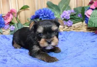 AKC Dven - Yorkie male - 4lbs, a male Yorkshire Terrier for sale in Colville, WA – Photo 2 of 10