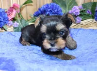 AKC Dven - Yorkie male - 4lbs, a male Yorkshire Terrier for sale in Colville, WA – Photo 1 of 10