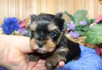 AKC Dven - Yorkie male - 4lbs, a male Yorkshire Terrier for sale in Colville, WA – Photo 7 of 10