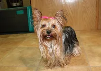 AKC Dven - Yorkie male - 4lbs, a male Yorkshire Terrier for sale in Colville, WA – Photo 9 of 10