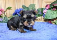 AKC Dven - Yorkie male - 4lbs, a male Yorkshire Terrier for sale in Colville, WA – Photo 3 of 10