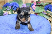 AKC Dven - Yorkie male - 4lbs, a male Yorkshire Terrier for sale in Colville, WA – Photo 5 of 10