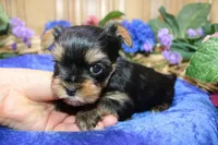 AKC Dven - Yorkie male - 4lbs, a male Yorkshire Terrier for sale in Colville, WA – Photo 8 of 10