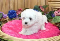 AKC Bichon Frise Charmie - Female, a female Bichon Frise for sale in Evans, WA – 5 of 5