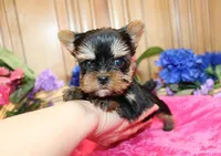 AKC Inika Girl - 5lbs as adult, a female Yorkshire Terrier for sale in Colville, WA – Photo 1 of 10