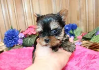 AKC Inika Girl - 5lbs as adult, a female Yorkshire Terrier for sale in Colville, WA – Photo 5 of 10