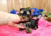 AKC Inika Girl - 5lbs as adult, a female Yorkshire Terrier for sale in Colville, WA – Photo 7 of 10