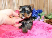 AKC Inika Girl - 5lbs as adult, a female Yorkshire Terrier for sale in Colville, WA – Photo 3 of 10