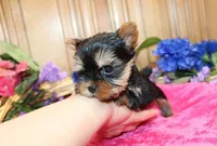 AKC Inika Girl - 5lbs as adult, a female Yorkshire Terrier for sale in Colville, WA – Photo 8 of 10