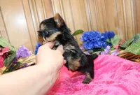 AKC Inika Girl - 5lbs as adult, a female Yorkshire Terrier for sale in Colville, WA – Photo 4 of 10