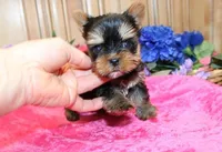 AKC Inika Girl - 5lbs as adult, a female Yorkshire Terrier for sale in Colville, WA – Photo 6 of 10