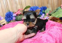 AKC Inika Girl - 5lbs as adult, a female Yorkshire Terrier for sale in Colville, WA – Photo 2 of 10
