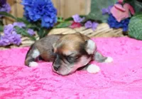 Binny Girl - Bichon Yorkie mix, a female Bichon Frise and Yorkshire Terrier for sale in Colville, WA – Photo 7 of 9