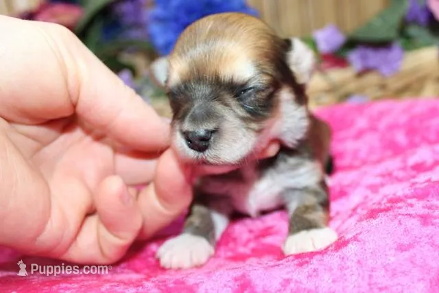 Binny Girl - Bichon Yorkie mix