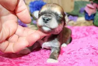 Binny Girl - Bichon Yorkie mix, a female Bichon Frise and Yorkshire Terrier for sale in Colville, WA – Photo 2 of 9