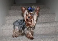 Binny Girl - Bichon Yorkie mix, a female Bichon Frise and Yorkshire Terrier for sale in Colville, WA – Photo 9 of 9