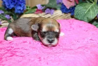 Binny Girl - Bichon Yorkie mix, a female Bichon Frise and Yorkshire Terrier for sale in Colville, WA – Photo 5 of 9