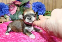 Binny Girl - Bichon Yorkie mix, a female Bichon Frise and Yorkshire Terrier for sale in Colville, WA – Photo 4 of 9