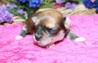 Binny Girl - Bichon Yorkie mix, a female Bichon Frise and Yorkshire Terrier for sale in Colville, WA – Photo 3 of 9