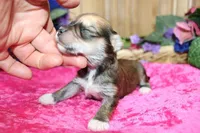 Binny Girl - Bichon Yorkie mix, a female Bichon Frise and Yorkshire Terrier for sale in Colville, WA – Photo 6 of 9