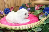 AKC Bichon Frise Chalsie - Female, a female Bichon Frise for sale in Evans, WA – 4 of 6