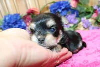 Dianida - Morkie female - 5.5 adult size, a female Morkie for sale in Colville, WA – 4 of 8