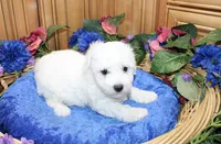 AKC Bichon Frise Charl - Male, a male Bichon Frise for sale in Evans, WA – 2 of 9