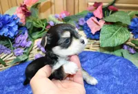 Dianar - Male Morkie - 4.5 lbs as adult, a male Morkie for sale in Colville, WA – 6 of 10