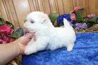 AKC Maltese male Sarat - adult size 5 lbs, a male Maltese for sale in Colville, WA – 7 of 9